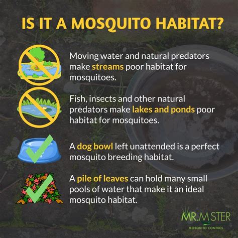 How Knowing a Mosquito's Habitat Can Aid in Mosquito Control | Mr. Mister Mosquito ControlMr ...