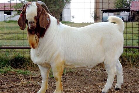 Meat Goat farming info Guide in India | Agri Farming