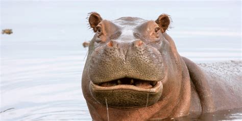 170+ Cool And Funny Hippo Names (2023)