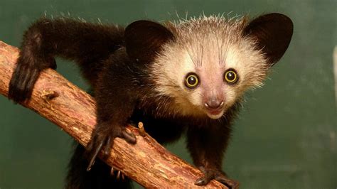 10 Wild Facts About the Aye-Aye, a Most Improbable Animal | HowStuffWorks