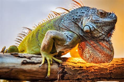 Greatest 200+ Lizard Names and Their Stories - Reptile Advisor