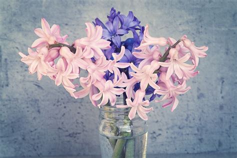 Hyacinth Flowers Pink · Free photo on Pixabay