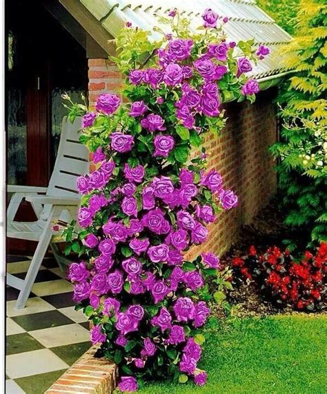 make a beautiful trellis | Climbing roses, Planting flowers, Plants