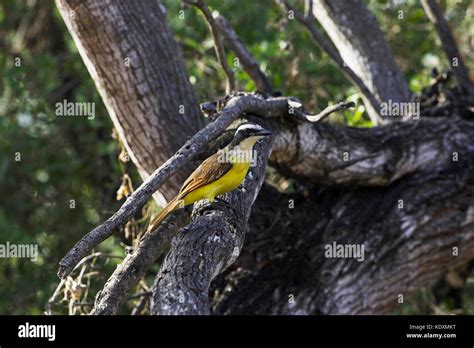 Great kiskadee Pitangus sulphuratus Santa Ana National Wildlife Refuge Lower Rio Grande Valley ...