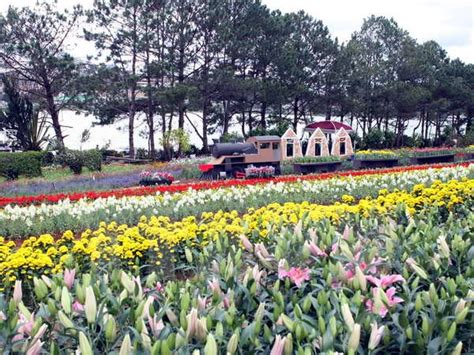 2015 Da Lat Flower Festival to be held in late December | Vietnam Times