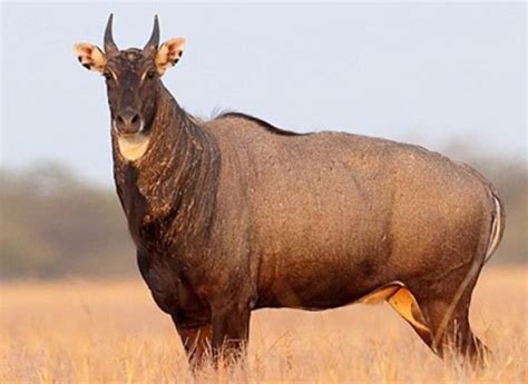 Image result for nilgai | Save animals, Critically endangered species, Animals beautiful