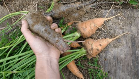 How to Decide the Correct Plant Spacing in Your Garden