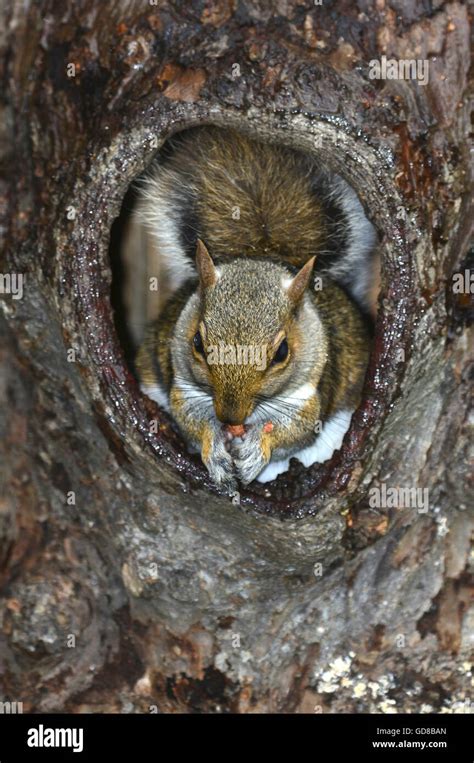 A grey squirrel in the hole of a tree UK Stock Photo - Alamy