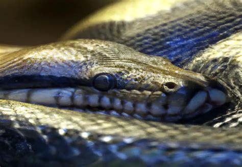 The Strange Phenomenon of Snakes Eating Themselves - ruggedreptiles.com