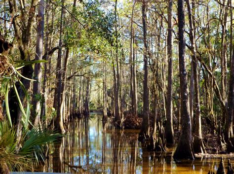 Florida's Wildlife at Babcock Rach | Babcock Ranch Eco-Tours