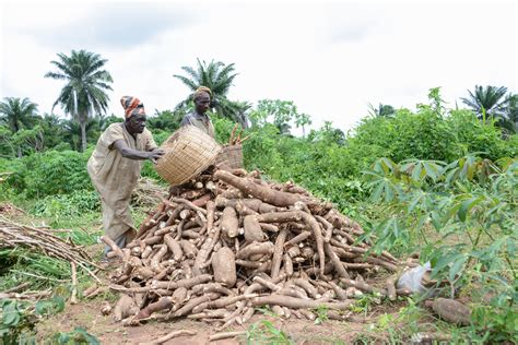 Nigerian radio stations air tips on how to double yield in cassava farming - Cassava Matters