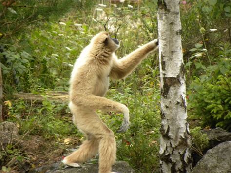 White Handed Gibbon Habitat, Facts, Behavior, Diet