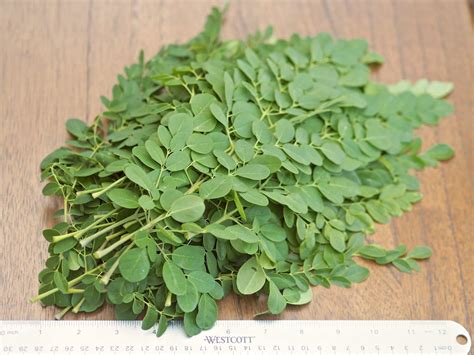 Fresh Moringa Leaves For Sale - Buy Moringa Leaves Online - Limited Supply!