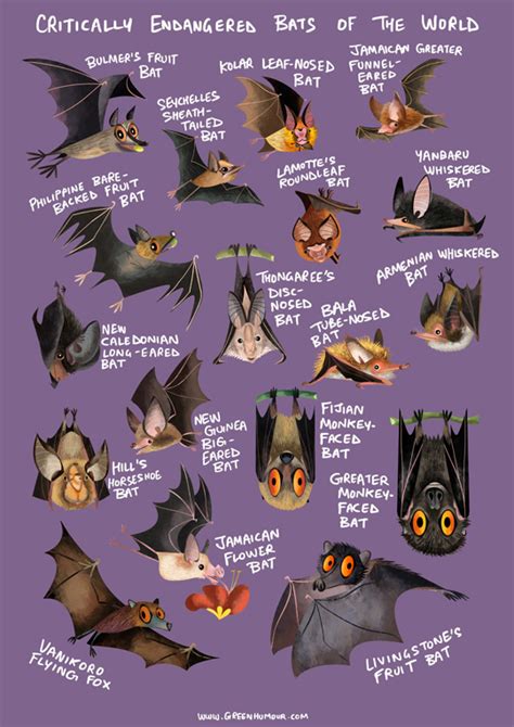 Green Humour: Critically Endangered Bats of the World