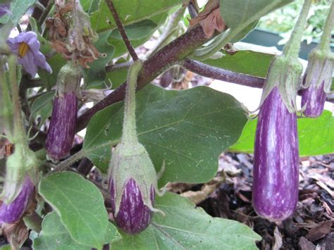 Our Green Haven: Lady's Fingers, Eggplant Florianda, Yardlong Beans