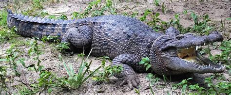 New Freshwater Crocodile Species Found in New Guinea | Biology | Sci-News.com