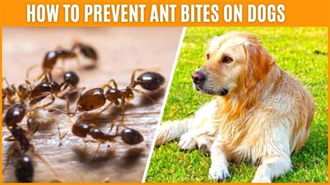 What Can You Put On Ant Bites For Dogs