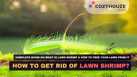 How Do You Get Rid of Lawn Shrimp?