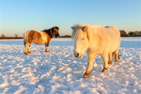 Snowy Forest Animals – Cooks Cabin Photos