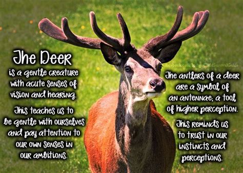 deer spirit animal - Google Search | Animal totem spirit guides, Animal ...