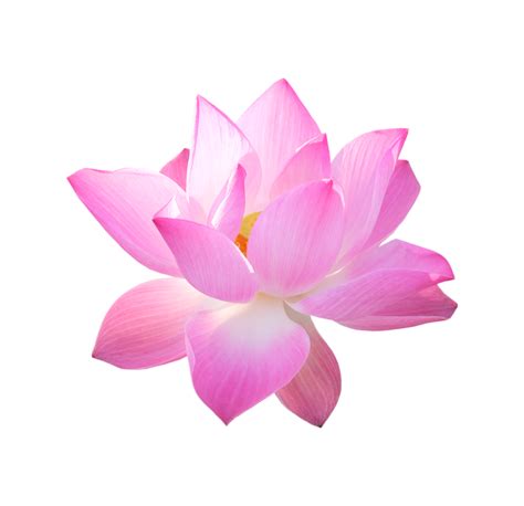 Lotus Flower Png 905 Download