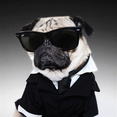 Adorable Pug Has So Many Cute Costumes That He Can't Choose Just One | Doug the pug, Frank the ...