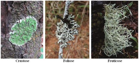 Growth forms of lichens (Photographs by Prashith Kekuda). | Download ...