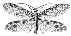 Dobsonfly Life Cycle