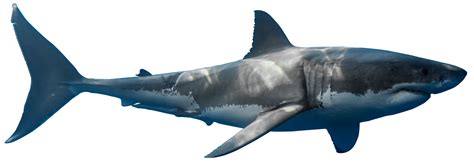 15+ Shark Transparent Images| Shark Transparent Background Images | Shark Transparent PNG