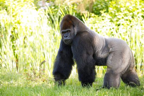 How Fast Can A Gorilla Run? Top Speed of Gorillas