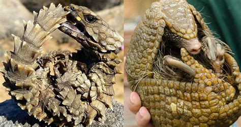 Meet The Armadillo Lizard: Planet Earth's Real-Life Mini-Dragon