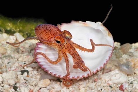 45++ Atlantic pygmy octopus ideas