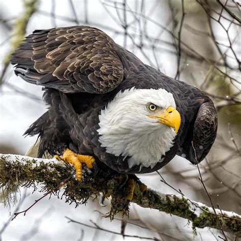 Thanks for Your Eagle Eyes! | Audubon Vermont