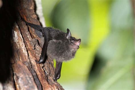 Some baby bats babble like human infants, scientists find