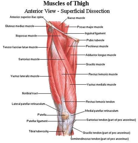 Pictures Of Anterior Thigh Muscles