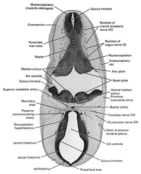 Atlas of Human Embryos Figure 7-8-6