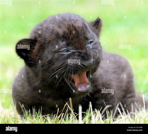 Bad Pyrmont, Germany. 08th Aug, 2013. A three-week old black panther ...