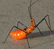 Assassin Bug Life Cycle - What's That Bug?