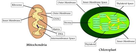 Difference Between Cytoplasmic Inheritance and Genetic Maternal Effect ...