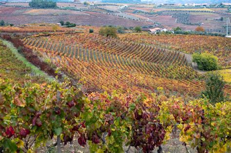 Colorful Autumn Landscape of Oldest Wine Region in World Douro Valley ...