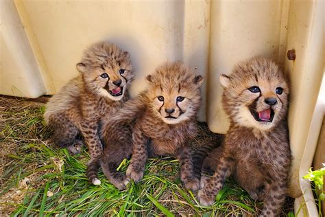 Four adorable cheetah cubs have just been named by the public - Lonely Planet