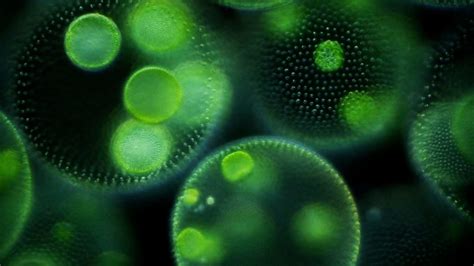 Colonies of green algae (Volvox) | Nikon’s Small World