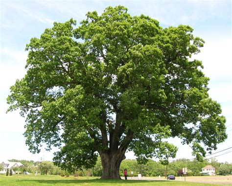 Happy Maryland State Arbor Day! » Baltimore Tree Trust