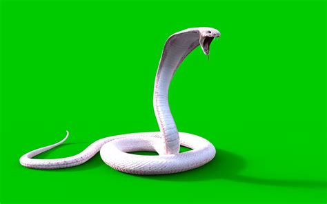 Premium Photo | 3d albino king cobra snake the world's longest venomous