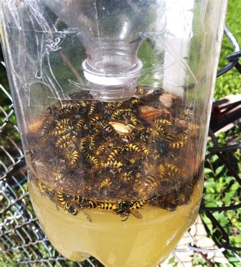 Hot summer wasp overload: Experts unravel myths around the hated flying stingers | CBC News