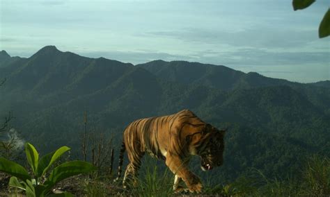 [Photos] Sumatran Tiger Caught on Camera in Its Natural Habitat - Seasia.co