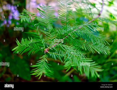 Cypress Tree Leaves High Resolution Stock Photography and Images - Alamy