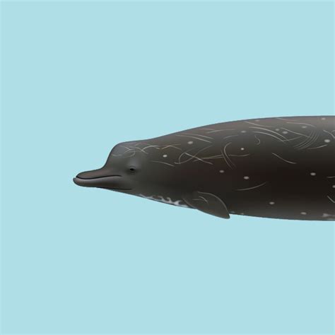 New beaked whale species identified