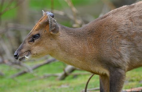 Reeves’ muntjac deer | Wildlife Online