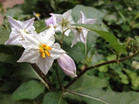 Solanum carolinense (Apple of Sodom, Bull Nettle, Carolina Horse-Nettle ...